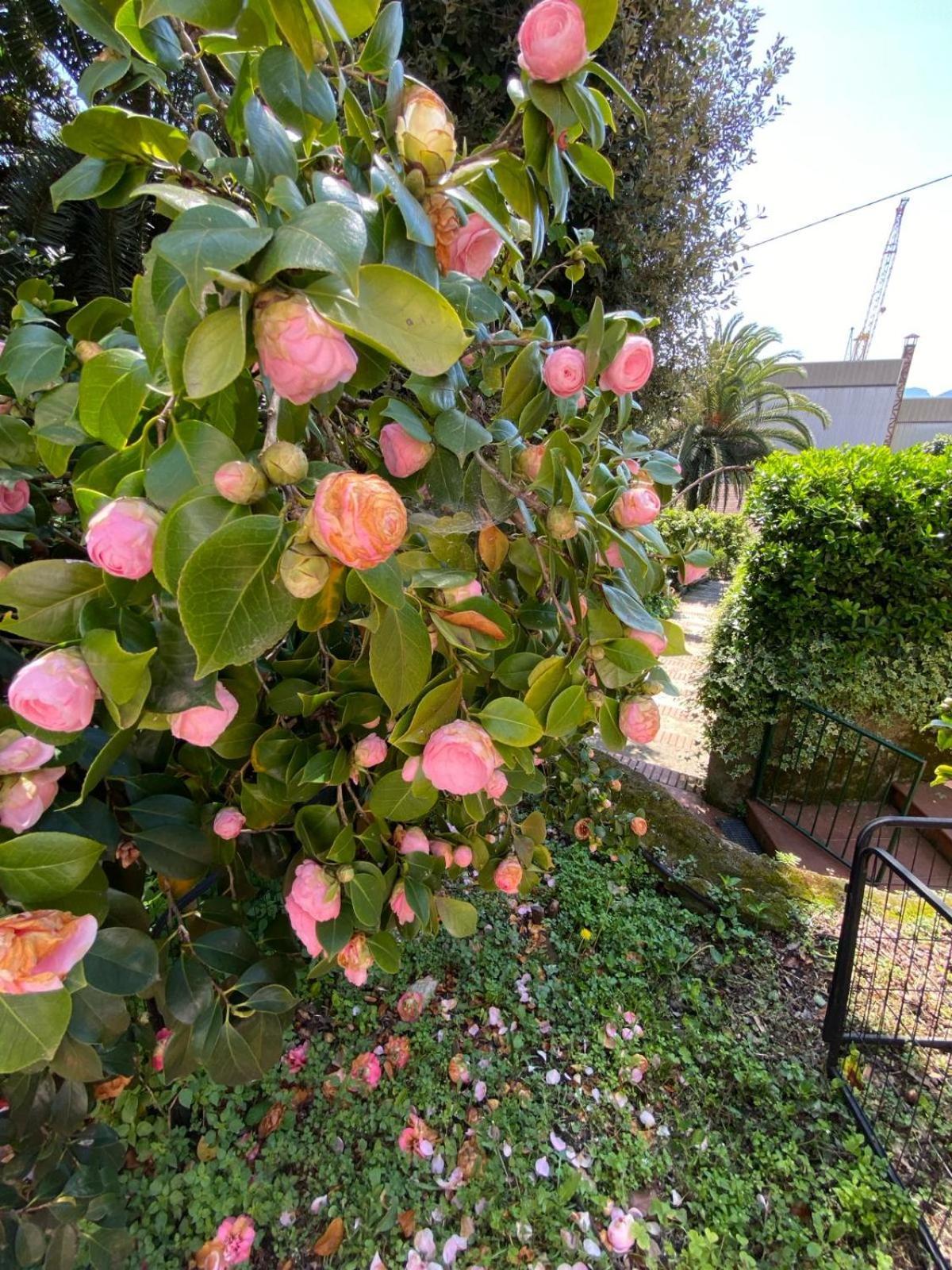 Bed and Breakfast Caligo La Spezia Zewnętrze zdjęcie